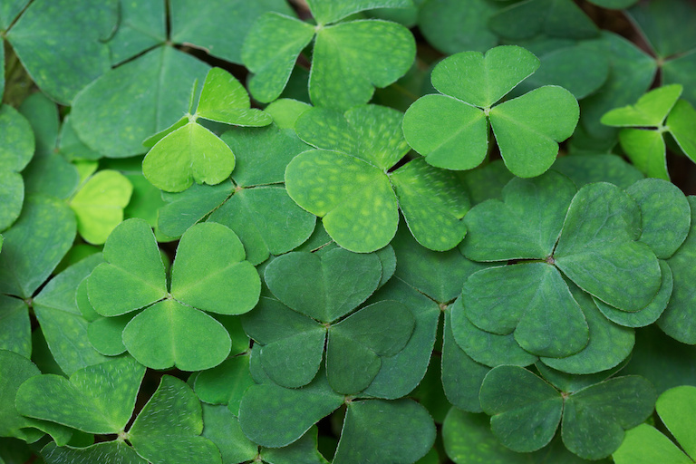 Clovers